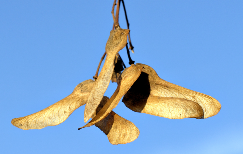  auteur autre acer_campestre_03 