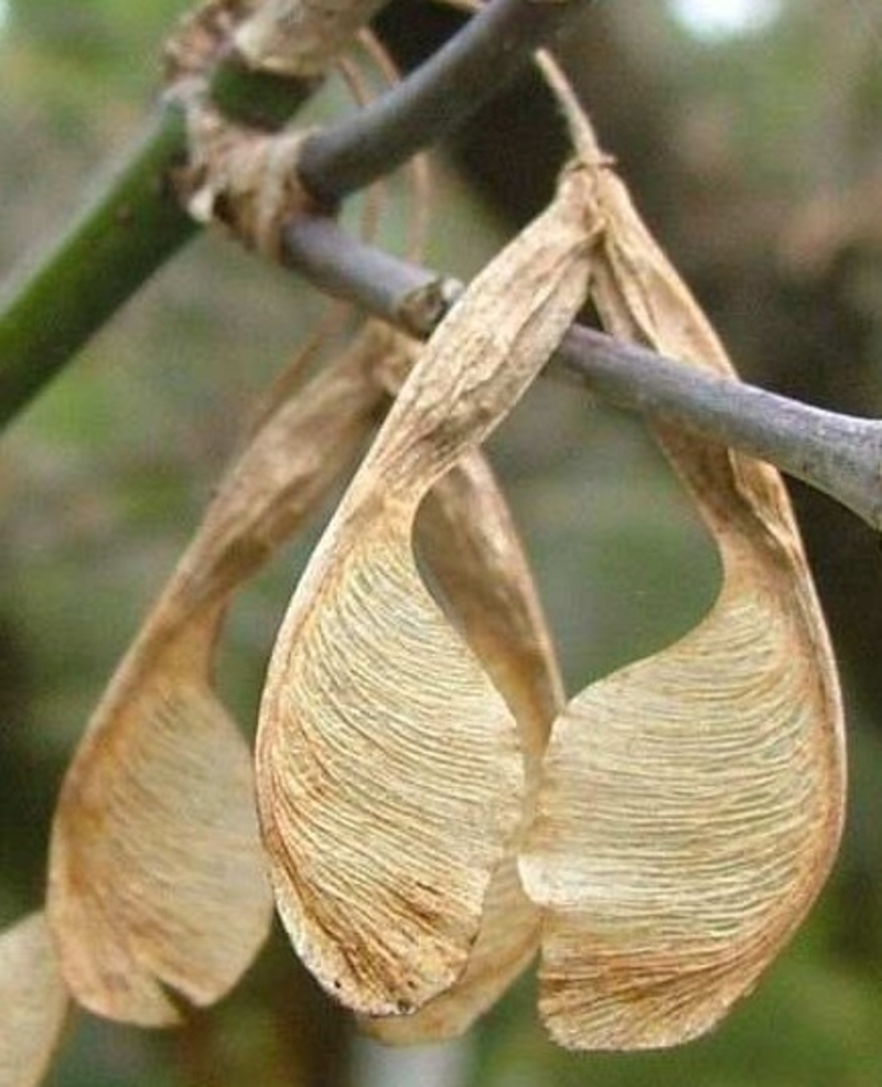  auteur autre acer_nugundo_00 