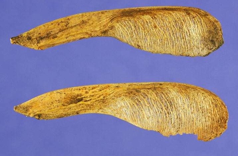  auteur autre acer_nugundo_03 