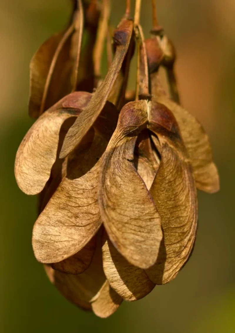  auteur autre acer_nugundo_04 