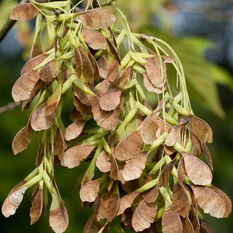  auteur autre acer_nugundo_06 