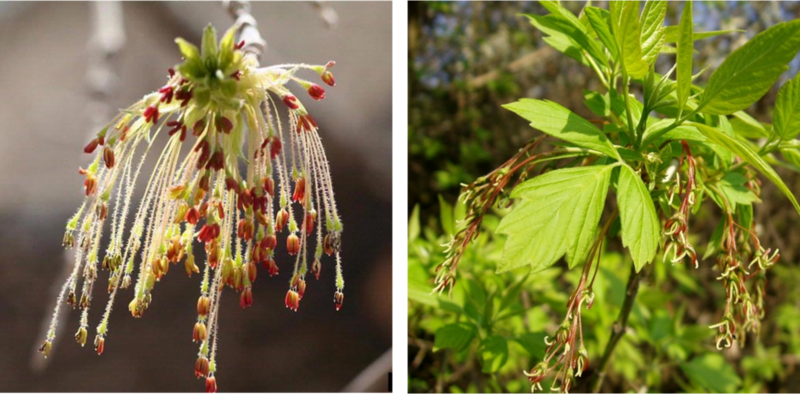  auteur autre acer_nugundo_09 