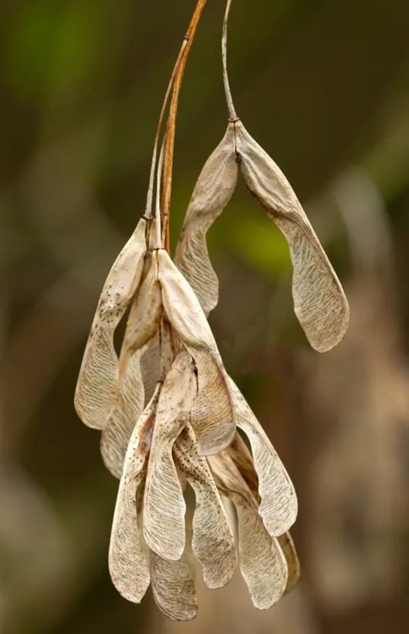  auteur autre acer_platanoide_03 