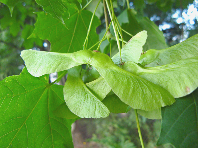  auteur autre acer_platanoide_04 