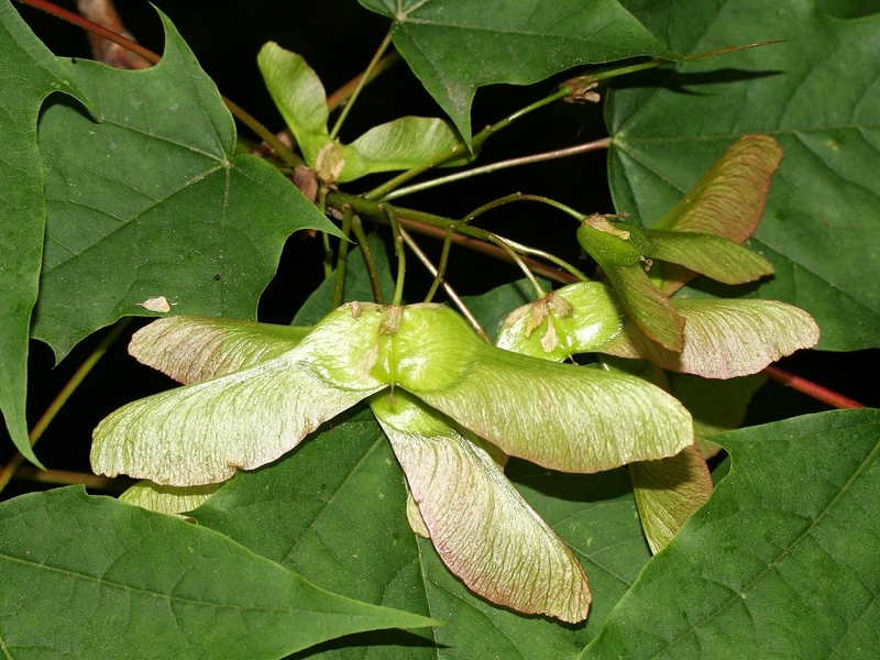  auteur autre acer_platanoide_05 