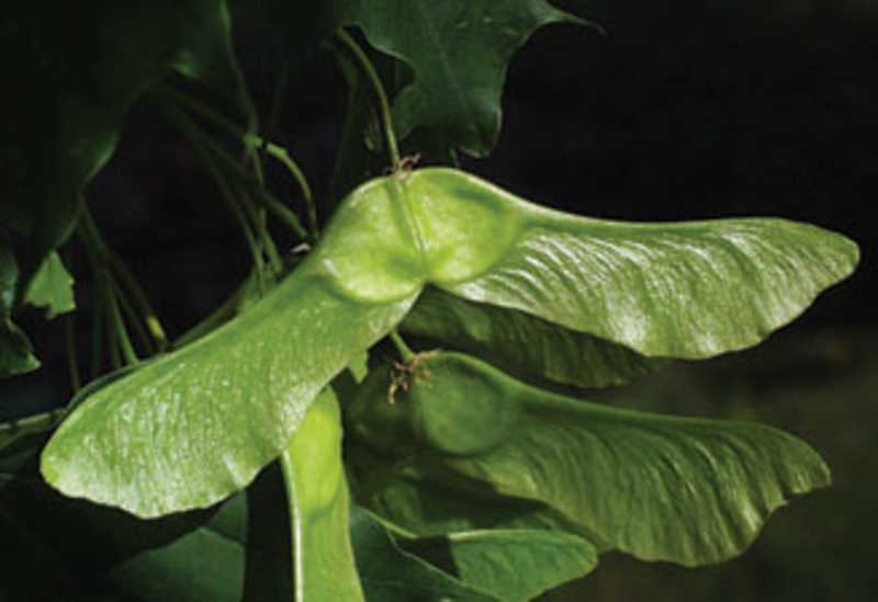  auteur autre acer_platanoide_06 