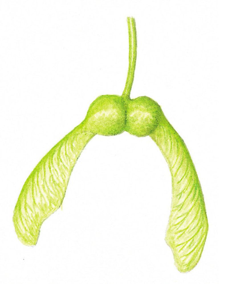  auteur autre acer_pseudoplatanus_01 