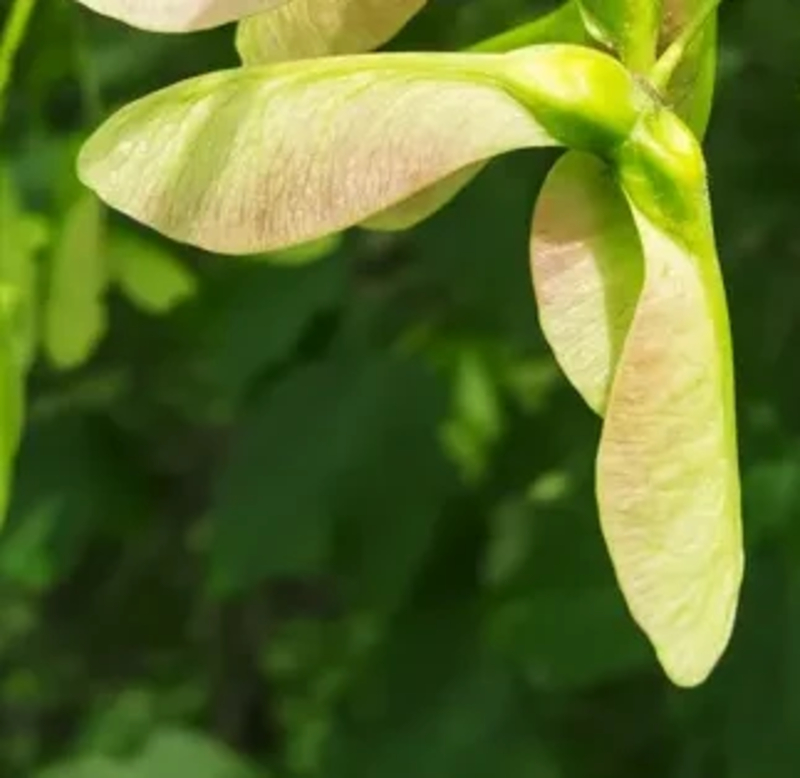 auteur autre acer_pseudoplatanus_02 
