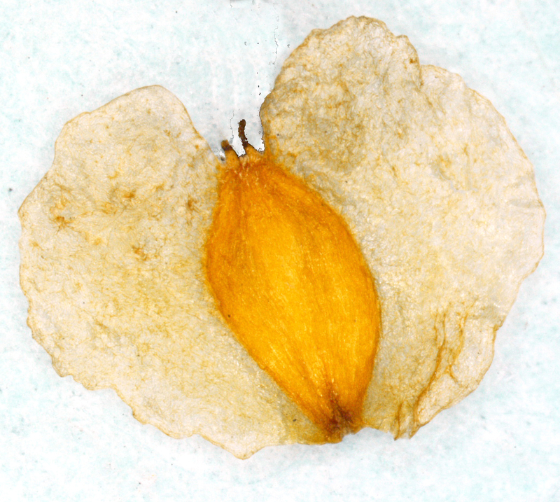  auteur autre betula_00 