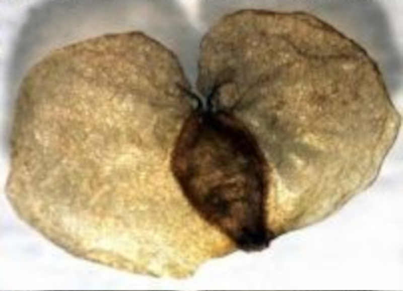  auteur autre betula_01 