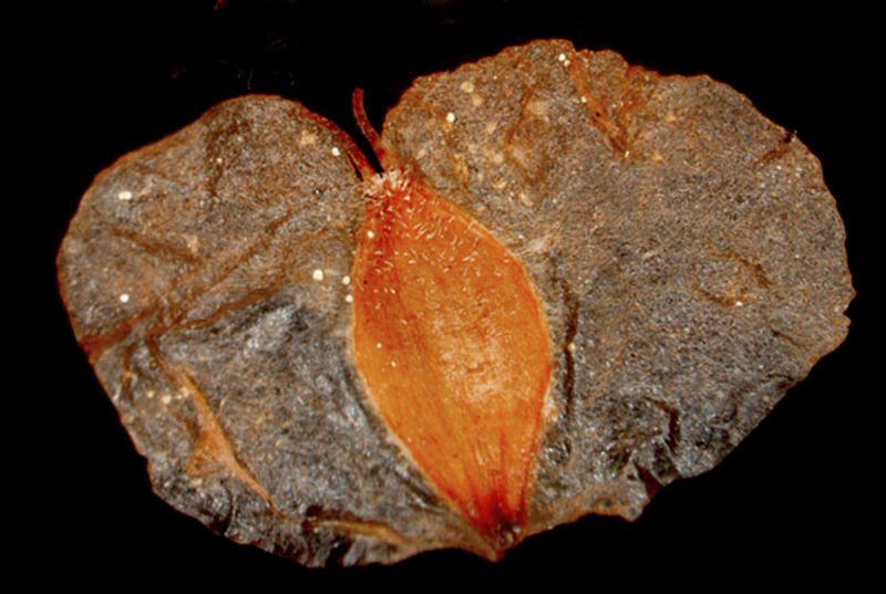  auteur autre betula_02 