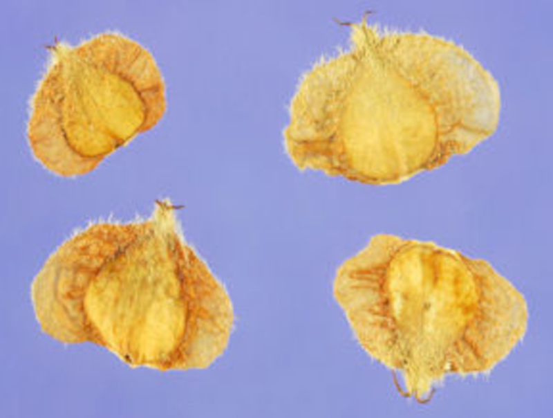  auteur autre betula_03 