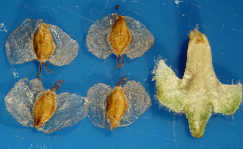  auteur autre betula_06 