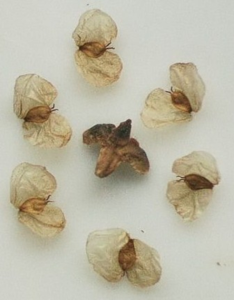  auteur autre betula_07 