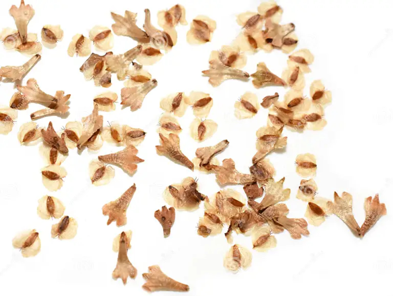  auteur autre betula_08 