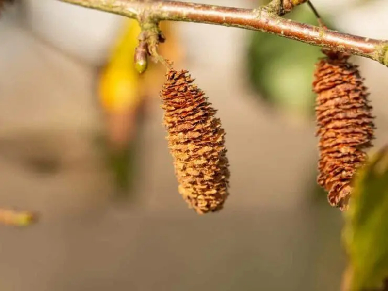  auteur autre betula_09 